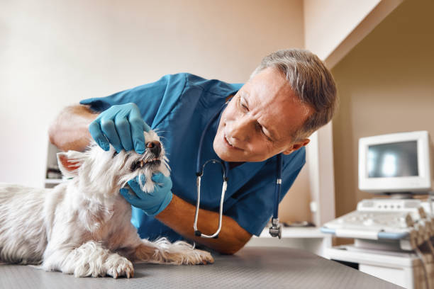 Best Emergency Denture Repair in El Dorado Springs, MO